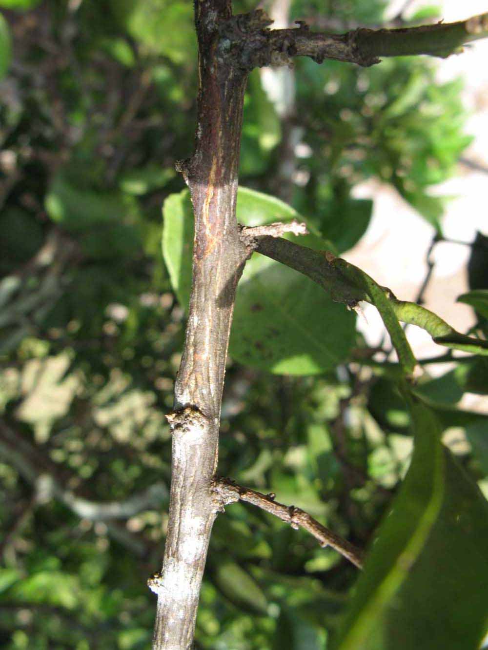              Second - third year twig (Winter Haven, FL)       